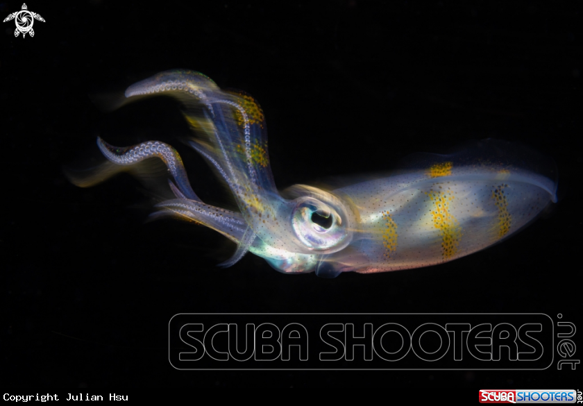 A Bigfin reef squid