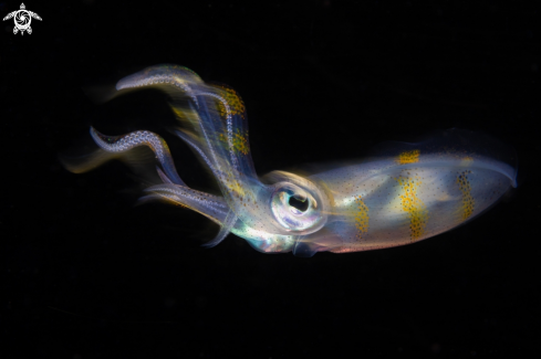 A Bigfin reef squid