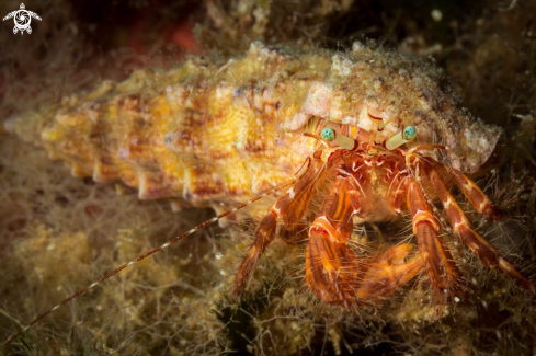 A Cerithium vulgatum | Hermit crab