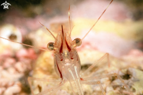 A Rockpool shrimp