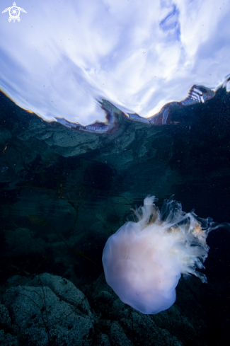 A Blue jellyfish