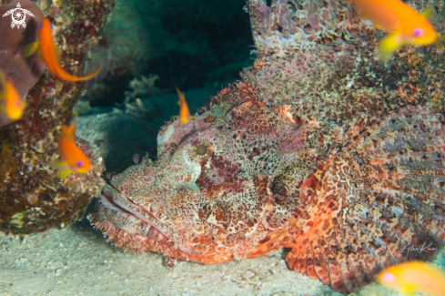 A Scorpaenopsis barbata, common name bearded scorpionfish, is a species of scorpionfish belonging to the family Scorpaenidae.