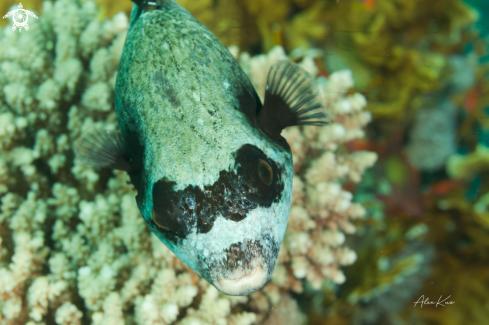 A The masked puffer (Arothron diadematus) is a pufferfish in the family Tetraodontidae.