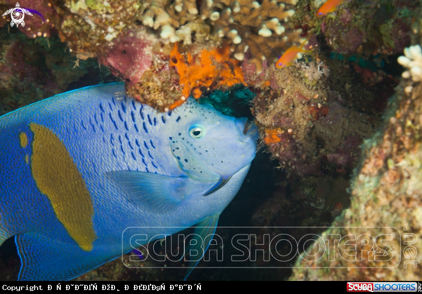 A Pomacanthus maculosus, the yellowbar angelfish, half-moon angelfish, yellow-marked angelfish, yellowband angelfish or yellow-blotched angelfish, is a species of marine ray-finned fish, a marine angelfish belonging to the family Pomacanthidae. It is found 
