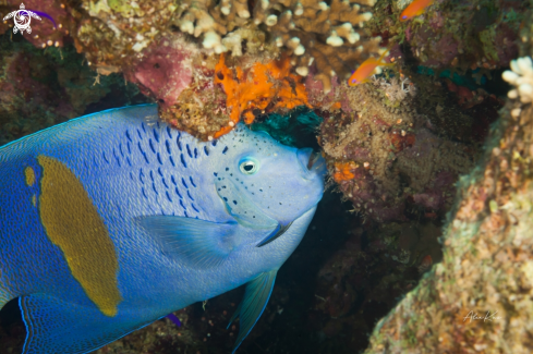 A Pomacanthus maculosus, the yellowbar angelfish, half-moon angelfish, yellow-marked angelfish, yellowband angelfish or yellow-blotched angelfish, is a species of marine ray-finned fish, a marine angelfish belonging to the family Pomacanthidae. It is found 