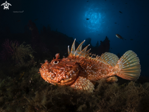 A Scorpion Fish