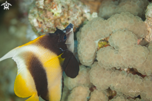 A The Red Sea bannerfish (Heniochus intermedius) is a species of marine ray-finned fish, a butterflyfish from the family Chaetodontidae. It is found in the western Indian Ocean. It has been recorded as an introduced species off Florida and as a Lessepsian m