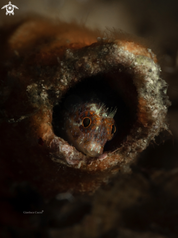 A Parablennius zvonimiri | Zvonimir's Blenny