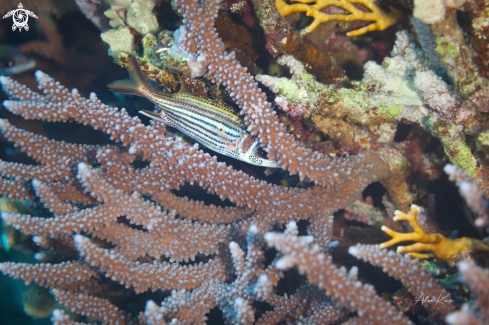 A Neoniphon sammara, the sammara squirrelfish, also known as the blood-spot squirrelfish, slender squirrelfish, spotfin squirrelfish, armed squirrel-fish or javelin squirrelfish, is a species squirrelfish found in the Indian Ocean and Pacific Ocean from Eas