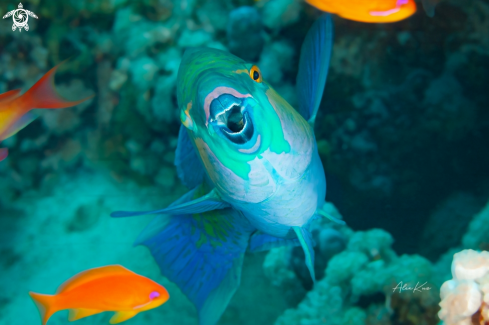 A Chlorurus sordidus, known commonly as the daisy parrotfish or bullethead parrotfish, is a species of marine fish in the family Scaridae.