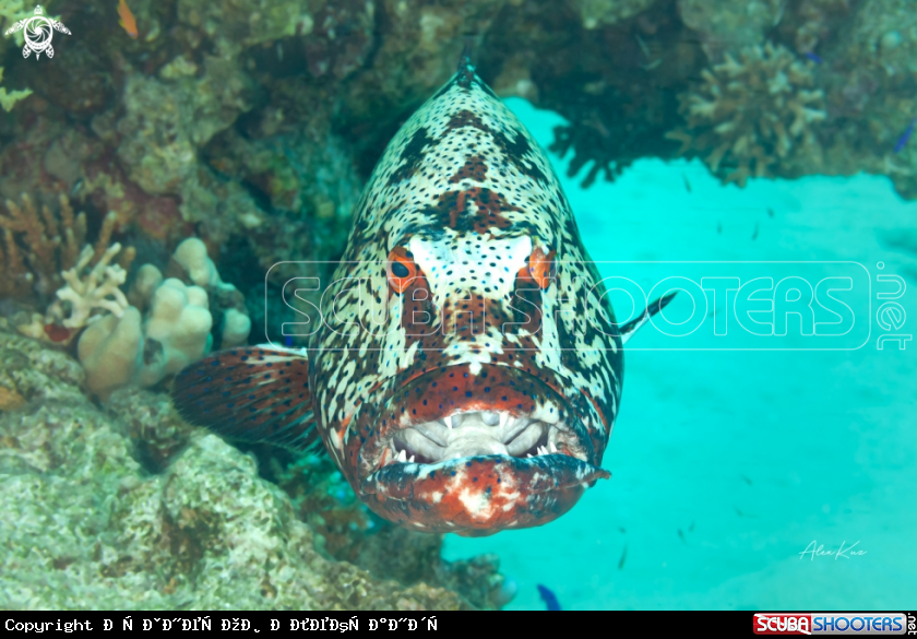 A The camouflage grouper (Epinephelus polyphekadion), also known as the blue-tailed cod, camouflage rockcod, small-toothed rockcod, smooth flowery rock-cod, snout-spot grouper or snout-spot rock-cod, is a species of marine ray-finned fish, a grouper from th