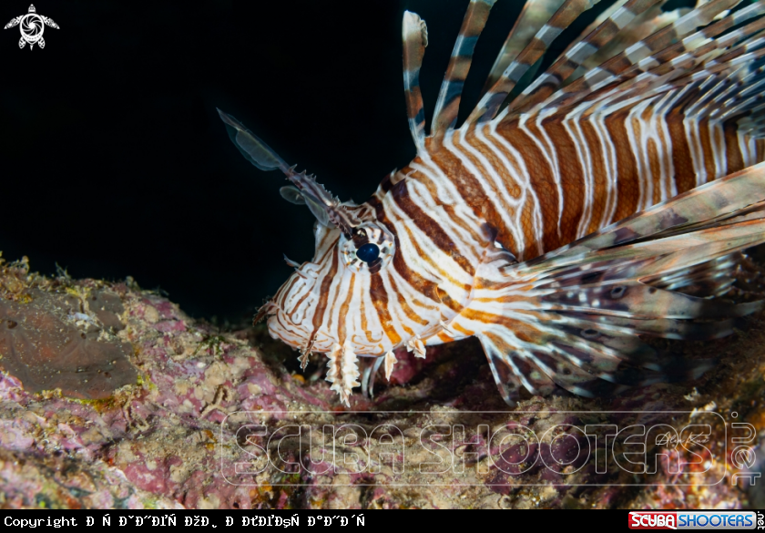 A Dendrochirus zebra, known commonly as the zebra turkeyfish or zebra lionfish among other vernacular names, is a species of marine fish in the family Scorpaenidae.