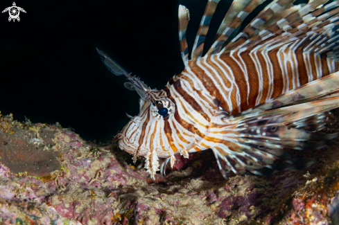 A Dendrochirus zebra, known commonly as the zebra turkeyfish or zebra lionfish among other vernacular names, is a species of marine fish in the family Scorpaenidae.