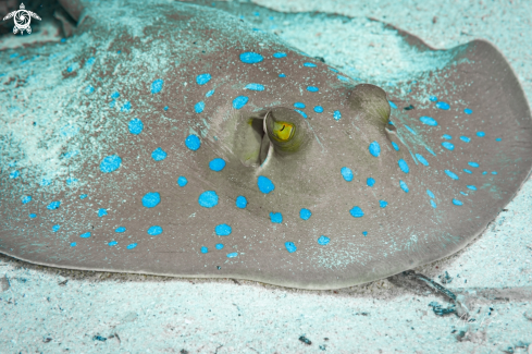 A Kuhl's maskray (Neotrygon kuhlii), also known as the blue-spotted stingray, blue-spotted maskray, or Kuhl's stingray, is a species of stingray of the family Dasyatidae. It was recently changed from Dasyatis kuhlii in 2008 after morphological and molecular