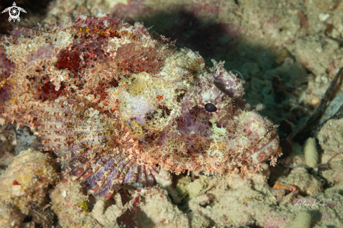 A Scorpaenopsis barbata, common name bearded scorpionfish, is a species of scorpionfish belonging to the family Scorpaenidae.