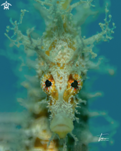 A Hippocampus guttulatus | Seahorse