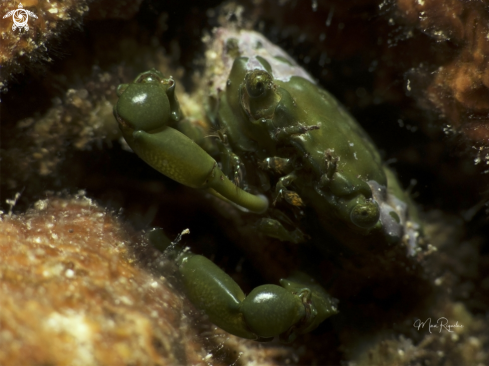 A Mithraculus sculptus | Green Clinging Crab