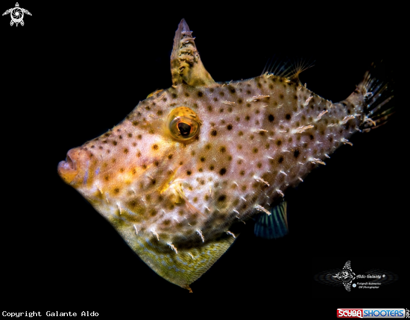 A Strap Weed Filefish 