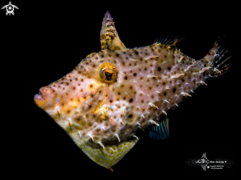 A Pseudomonacanthus macrurus (Bleeker, 1856)  | Strap Weed Filefish 