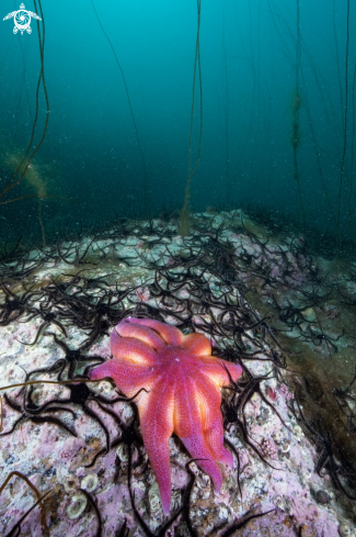 A Sea star