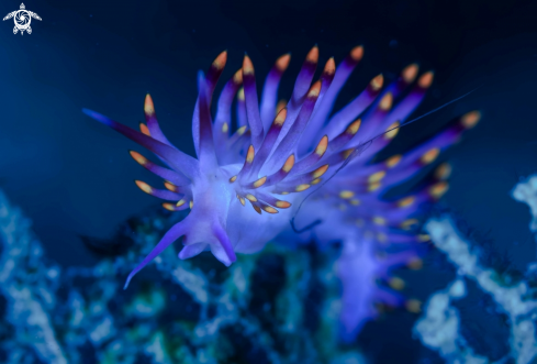 Flabellina