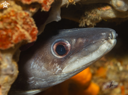 A Conger conger | Mediterranean Conger Eel