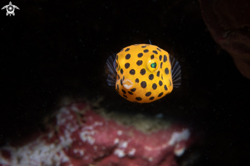 Boxfish