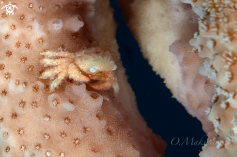A Coral crab Cymo sp.