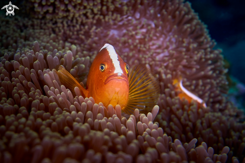 A Amphiprion sandaracinos | FISH