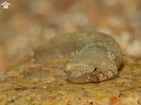 A Clingfish