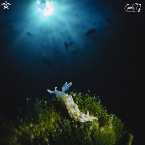 A Berghia Coerulescens | Nudibranch