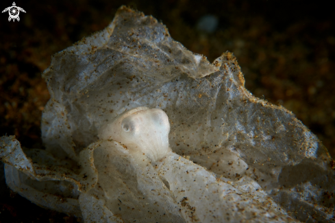 A Bobtail Squid. | SQUID