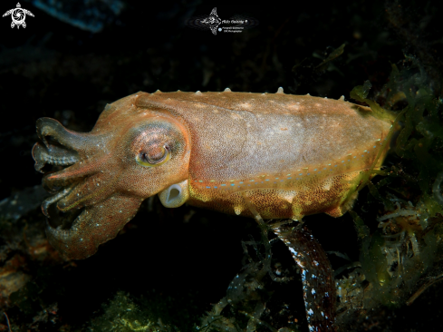 A Cuttlefish 