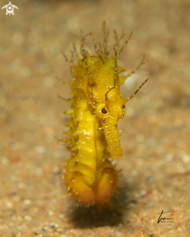 A Seahorse