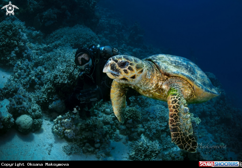 A Hawksbill sea turtle (Eretmochelys imbricata)