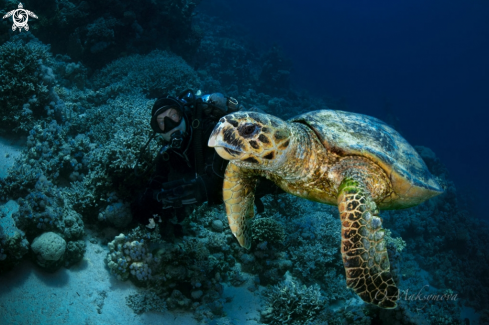 A Hawksbill sea turtle (Eretmochelys imbricata)