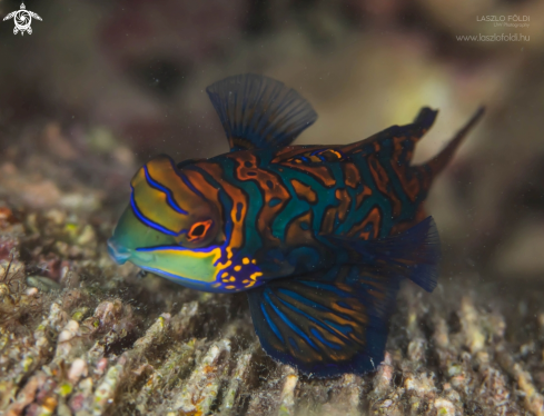 A Mandarinfish