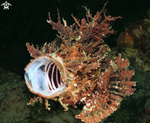 A Weedy Scorpionfish 