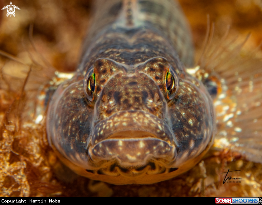 A Rock Goby