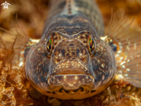 A Gobius paganellus | Rock Goby