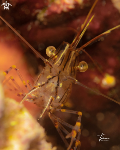 A Palaemon elegans | Rock pool Shrimp