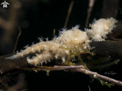 A Tritoniopsis frydis | Tufted Nudibranch