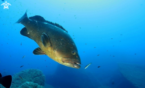 A Epinephelus marginatus | Cernia bruna