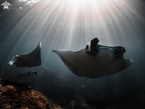 Manta Ray