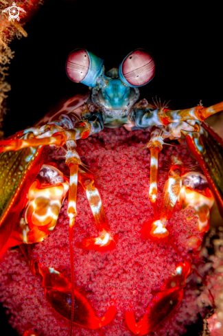 A Odontodactylus scyllarus | Peacock Mantis shrimp