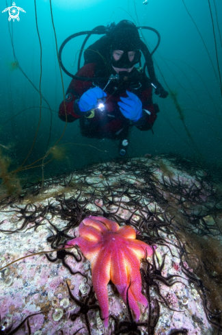 A Sea star