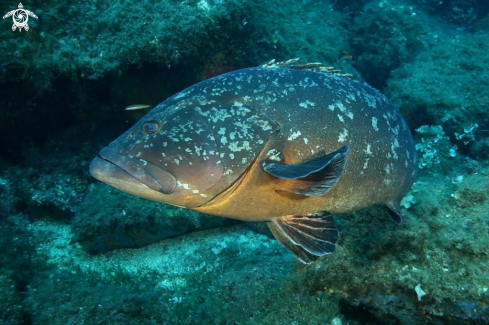 A Epinephelus marginatus | Cernia bruna