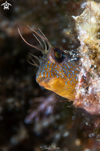 A Parablennius icognitus | Mystery Blenny