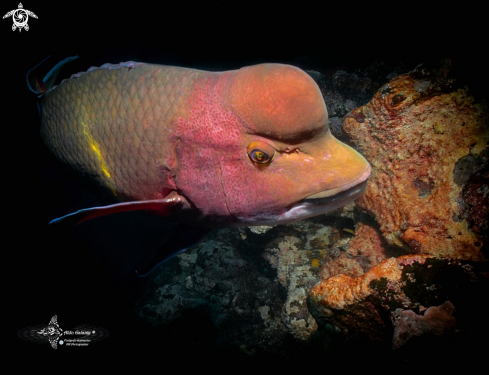 A Bodianus diplotaenia (Gill 1862) | Mexican Hogfish