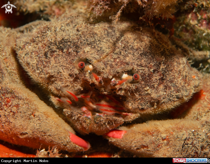 A Sponge crab